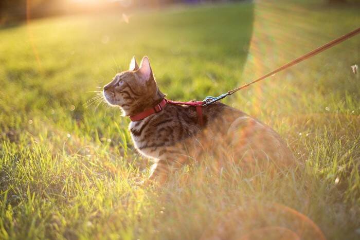 猫の『お散歩』が危険な理由3つ　起こりうるトラブルや外に出たがるときの対処法まで