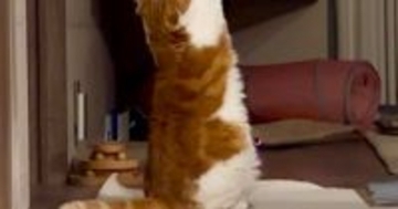 突然両足で立ち上がった猫→『前足』を見ると…祈りを捧げるかのような『まさかのポーズ』に13万いいね「壮大な儀式ｗ」「ネコを信じなさい」