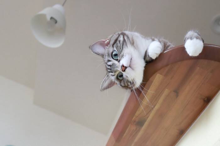 猫が『高い場所』に登りたがる理由3つ　本能が関係している？思わぬ事故を防ぐ対策術まで