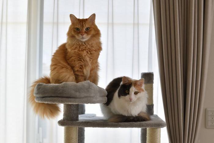 猫が『高い場所』に登りたがる理由3つ　本能が関係している？思わぬ事故を防ぐ対策術まで