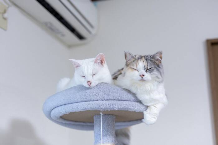 猫が『高い場所』に登りたがる理由3つ　本能が関係している？思わぬ事故を防ぐ対策術まで