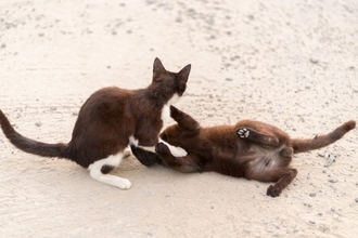 猫の『ケンカ』が始まってしまう原因5つ　遊びとの見分け方や取るべき対処法