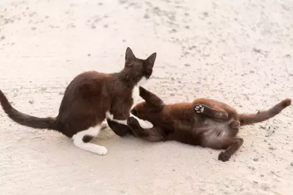 猫の『ケンカ』が始まってしまう原因5つ　遊びとの見分け方や取るべき対処法