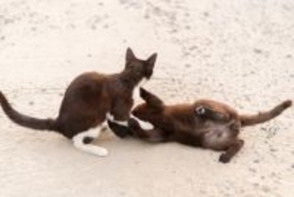 猫の『ケンカ』が始まってしまう原因5つ　遊びとの見分け方や取るべき対処法