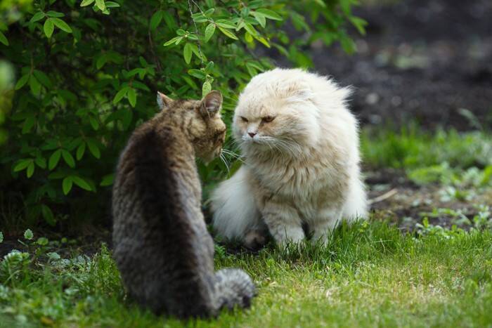 猫の『ケンカ』が始まってしまう原因5つ　遊びとの見分け方や取るべき対処法