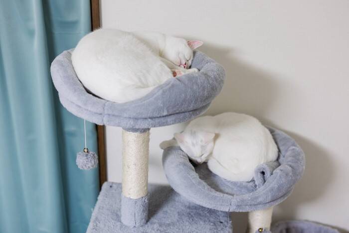 猫の『ケンカ』が始まってしまう原因5つ　遊びとの見分け方や取るべき対処法