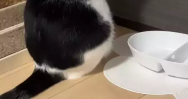 ご飯を食べ終えた『食いしん坊な猫』→空になったお皿の横で…まさかの光景が可愛すぎると103万再生「背中で語ってるｗ」「あげちゃうかもｗ」