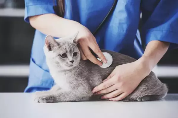 猫の急死につながる『心筋症』3つのタイプ別の特徴　見逃せない症状や気づくための方法