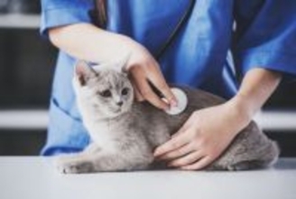 猫の急死につながる『心筋症』3つのタイプ別の特徴　見逃せない症状や気づくための方法