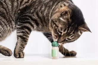 猫にとってたまらない『大好きなニオイ』5選　つい反応してしまう理由や活用法もご紹介