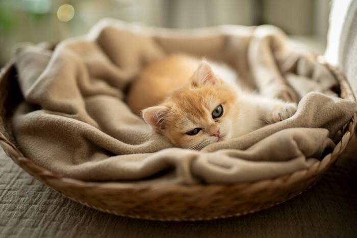猫にとってたまらない『大好きなニオイ』5選　つい反応してしまう理由や活用法もご紹介