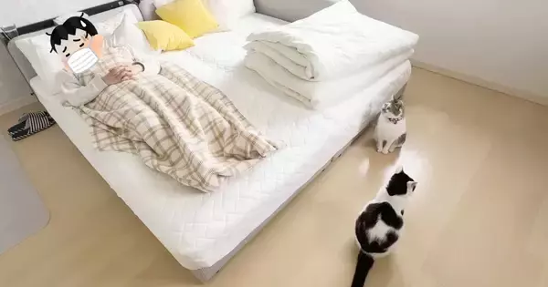 パパが風邪で寝込んでいると…猫たちが見せた『優しさ溢れる行動』にほっこりする人が続出「温かい気持ちになった」「心配なんだね」