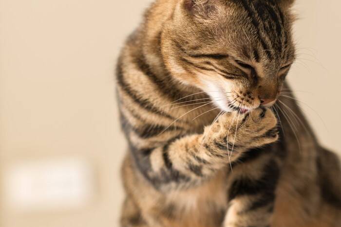猫が『食事を終えると顔を洗う』3つの理由　どんな意味があるの？心理や習性も解説