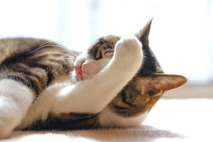 猫が『食事を終えると顔を洗う』3つの理由　どんな意味があるの？心理や習性も解説