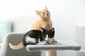 猫にカビが生えてしまう『皮膚糸状菌症』とは？主な原因や症状、人への感染リスクまで解説