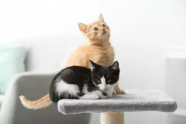 猫にカビが生えてしまう『皮膚糸状菌症』とは？主な原因や症状、人への感染リスクまで解説