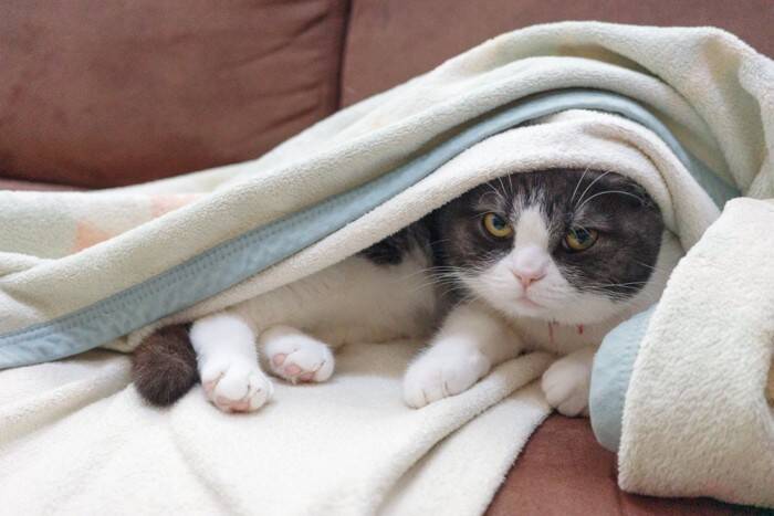 猫にカビが生えてしまう『皮膚糸状菌症』とは？主な原因や症状、人への感染リスクまで解説
