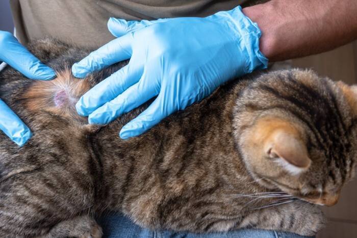 猫にカビが生えてしまう『皮膚糸状菌症』とは？主な原因や症状、人への感染リスクまで解説