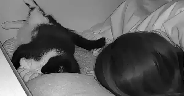 夜中の寝ているときの様子を『ペットカメラ』で確認したら…愛猫がとった行動に「あかん泣く」「尊すぎて涙が出てきた」と６万いいね