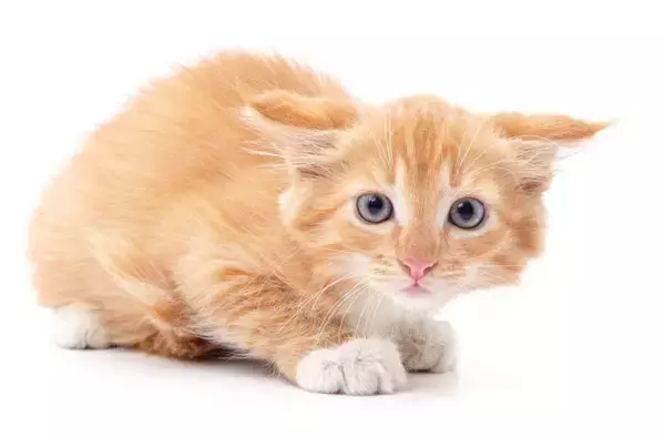 『ペットホテルに預けられた猫』が感じていることとは？考えられる3つの心理とアフターフォロー