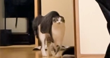 体を膨らませて興奮状態のネコ→まさかの『歩き方』で…面白すぎる瞬間が48万再生「初めて見た動きに爆笑」「コーヒー吹いたw」