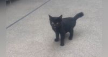 外でひとりぼっちだった黒猫と家の猫が"仲良く"なって…家の中に誘ってみた結果→泣ける光景が73万再生「優しさに涙が出た」「素敵すぎる」