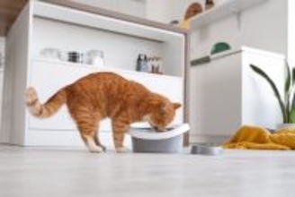 猫が思わず『掘りたくなってしまう場所』3選　行動が持つ意味や心理も解説