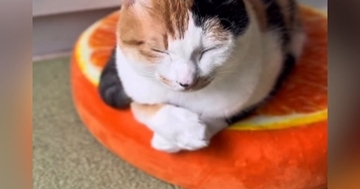 伏せの状態でくつろぐ猫→『おてて』を見ていると…驚きが隠せない『まさかの光景』が247万再生「アハ体験みたいｗ」「何度も見てしまった」