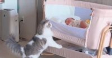 赤ちゃんが家に来て14日目→『猫たちの様子』を見ていると…賑やかな日常にほっこりすると44万再生「本当に癒された」「幸せをありがとう」