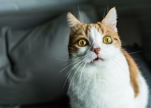 『パニック状態の猫』にやってはいけないNG行為3選　起こりうるリスクや安心させる方法まで解説