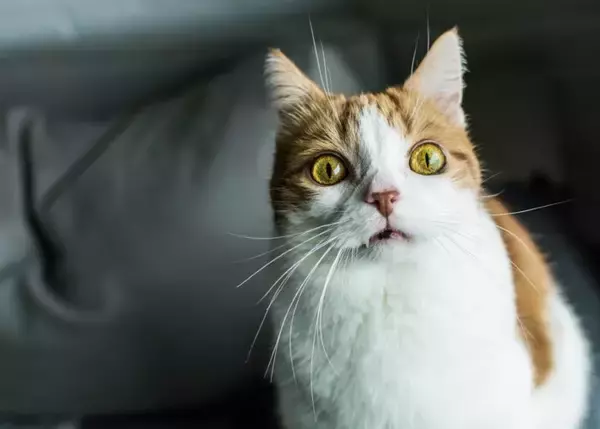 『パニック状態の猫』にやってはいけないNG行為3選　起こりうるリスクや安心させる方法まで解説