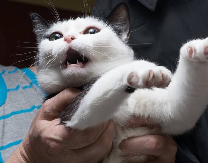 『パニック状態の猫』にやってはいけないNG行為3選　起こりうるリスクや安心させる方法まで解説