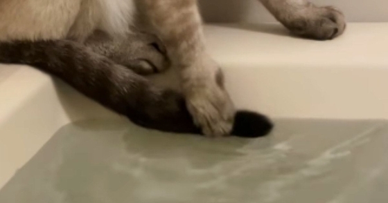 湯船に『しっぽ』が浸かってしまったことに『気づいた猫』…『まさかの行動』が136万再生「自分の意思で動かないｗ」「必死なのが伝わるｗ」