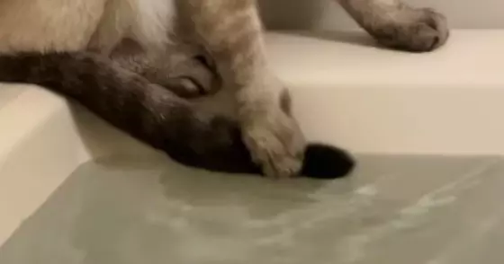 湯船に『しっぽ』が浸かってしまったことに『気づいた猫』…『まさかの行動』が136万再生「自分の意思で動かないｗ」「必死なのが伝わるｗ」