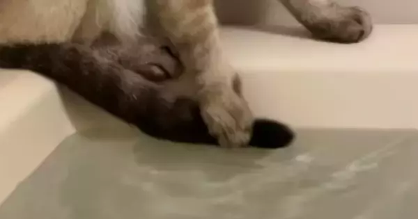 湯船に『しっぽ』が浸かってしまったことに『気づいた猫』…『まさかの行動』が136万再生「自分の意思で動かないｗ」「必死なのが伝わるｗ」