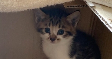 ダンボールに入れられ、道端に『置き去りにされていた子猫』→保護されてから２年…成長記録に「大事にされているのが伝わる」「愛情たっぷり」