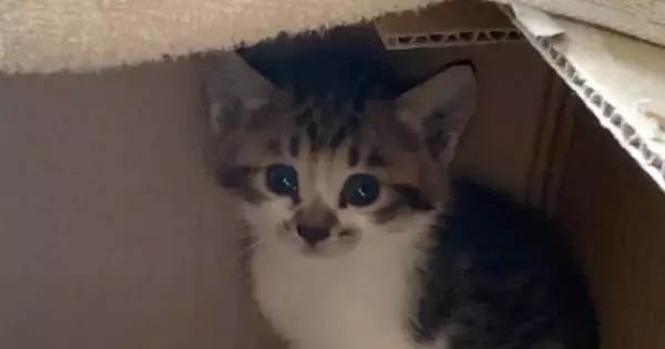 ダンボールに入れられ、道端に『置き去りにされていた子猫』→保護されてから２年…成長記録に「大事にされているのが伝わる」「愛情たっぷり」