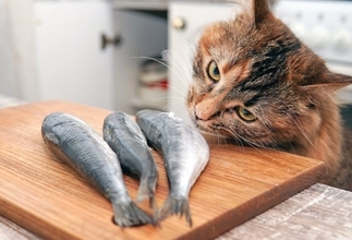 魚が大好物の猫は気を付けたい『イエローファット』とは？　主な原因や症状・予防法まで解説