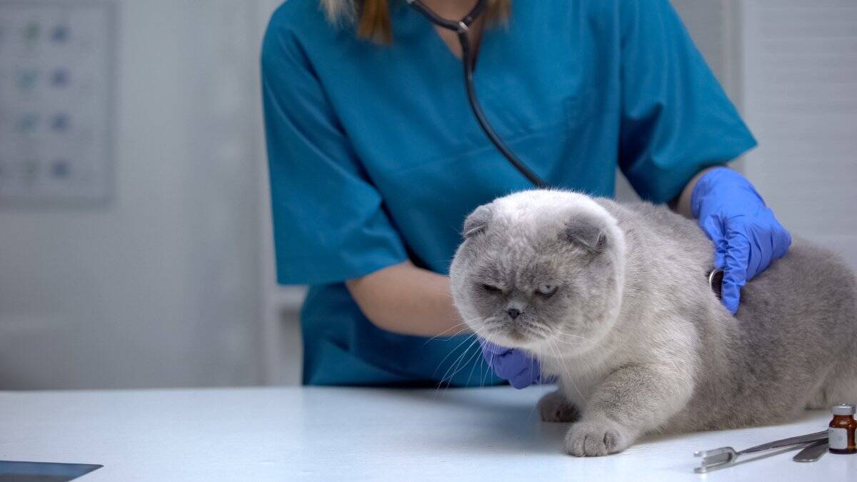 魚が大好物の猫は気を付けたい『イエローファット』とは？　主な原因や症状・予防法まで解説