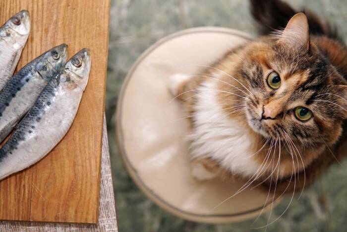 魚が大好物の猫は気を付けたい『イエローファット』とは？　主な原因や症状・予防法まで解説