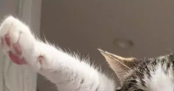 クローゼットの中の洋服を『毛だらけ』にした猫→飼い主に捕まった結果…笑ってしまう光景に６万いいね「表情がなんともｗ」「可愛いので無罪」