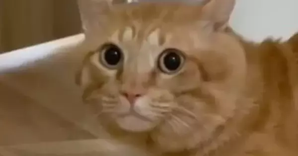 大きな雷の音が怖くて『ドアの隙間で固まる元野良猫』→動き出したと思ったら…予想外の『歩き方』に「初めて見たｗ」「めっちゃ可愛いｗ」の声