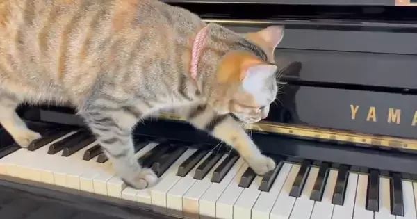 ピアノの鍵盤に乗った猫、ゆっくり歩き始めると…まるで演奏しているかのような光景に３万いいね「恐ろしいことが始まりそう」「プロの演奏家」