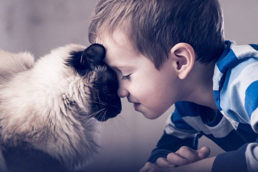 「一緒にがんばるニャン！」　発達障害のある子どもが「飼い猫」を訓練することで、お互いの結びつきや社会性が向上することが判明　米大学の研究