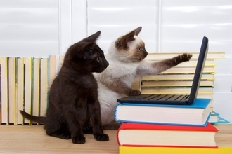 猫たちによる組織『NNN（ねこねこネットワーク）』の謎4選　もしかしたら飼い主は選ばれているのかも…？