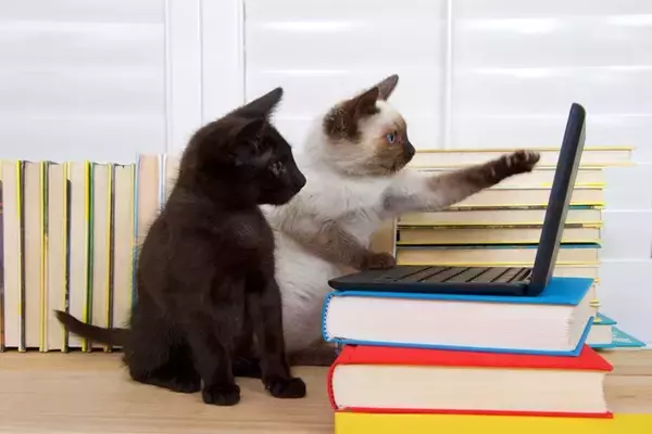 猫たちによる組織『NNN（ねこねこネットワーク）』の謎4選　もしかしたら飼い主は選ばれているのかも…？