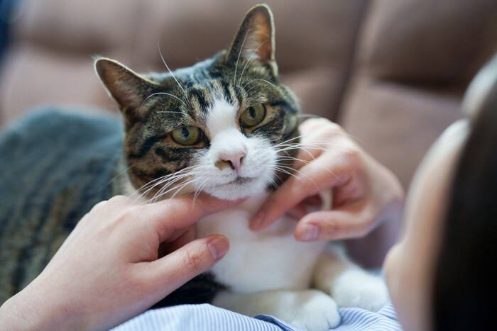 猫たちによる組織『NNN（ねこねこネットワーク）』の謎4選　もしかしたら飼い主は選ばれているのかも…？