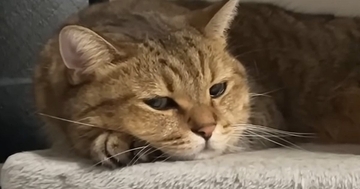 雷が鳴っている日、キャットタワーでくつろぐ猫→寝始めると…まさかの『寝顔』に「ホントにいい表情ｗ」「かわいいｗ」と笑顔になる人が続出