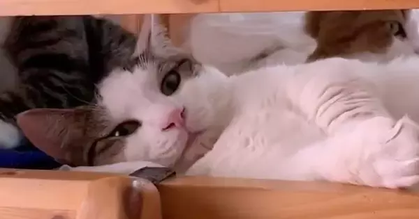 ベッドの掃除をしたいママ→猫が全然退いてくれなくて…『爆笑のやりとり』が81万再生「鋼の意志を感じる」「何回見てもオモロイｗｗ」