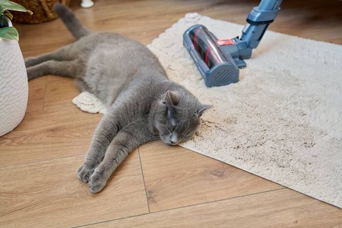 猫アレルギーでも諦めないで！猫と暮らすためのアレルギー対策【獣医師執筆】
